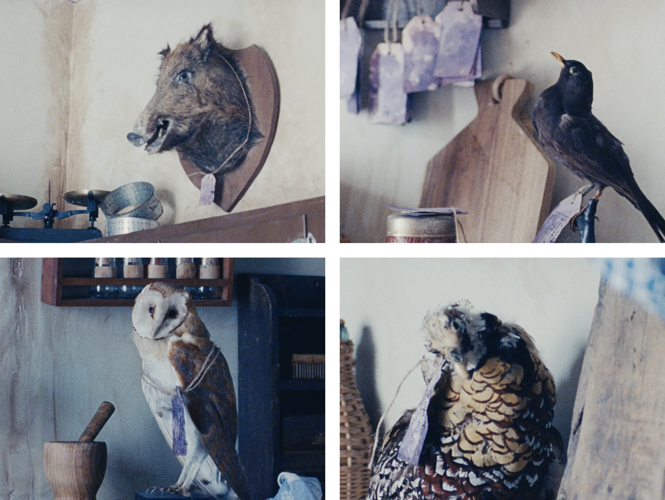 Quatro fotografias de animais embalsamados com etiquetas: um javali, um melro, uma coruja e um faisão